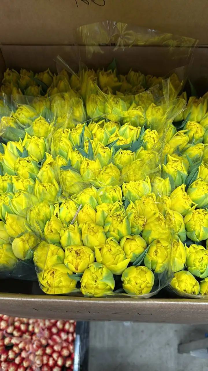 Предзаказ тюльпанов на 8 Марта от Краснодарского края - Цветы (Хобби и отдых) в Красноярск