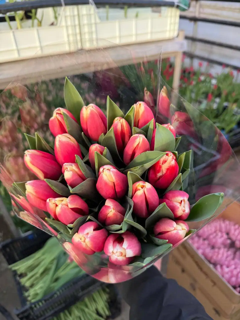 Предзаказ тюльпанов на 8 Марта от Краснодарского края - Цветы (Хобби и отдых) в Красноярск