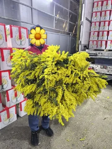 Продажа мимозы и тюльпанов к 8 марта - Ручная работа в Красноярск