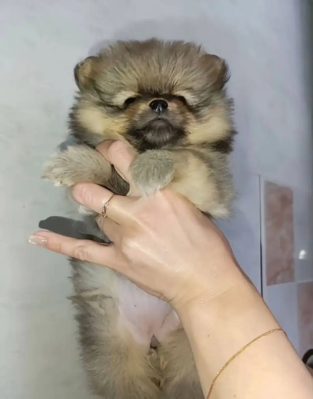 Померанский шпиц девочка щенок - Собаки (Животные) в Красноярск