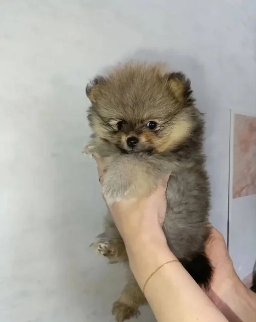 Щенок померанского шпица девочка ищет хозяина - Собаки в Красноярск