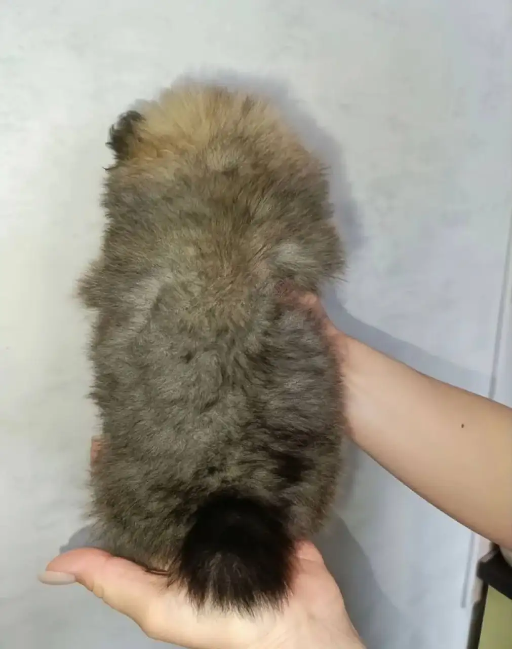 Щенок померанского шпица девочка ищет хозяина - Собаки (Животные) в Красноярск