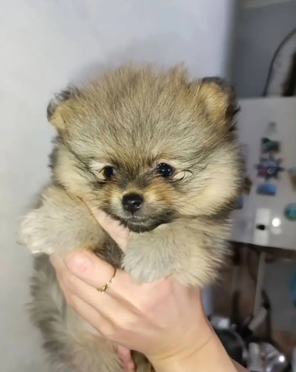 Щенок померанского шпица девочка ищет хозяина - Собаки (Животные) в Красноярск