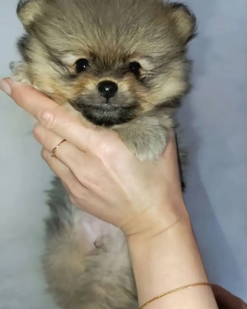 Щенок померанского шпица девочка ищет хозяина - Собаки (Животные) в Красноярск