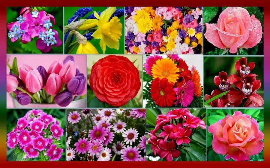 Продажа саженцев цветов - Садоводство (Хобби и отдых) в Красноярск