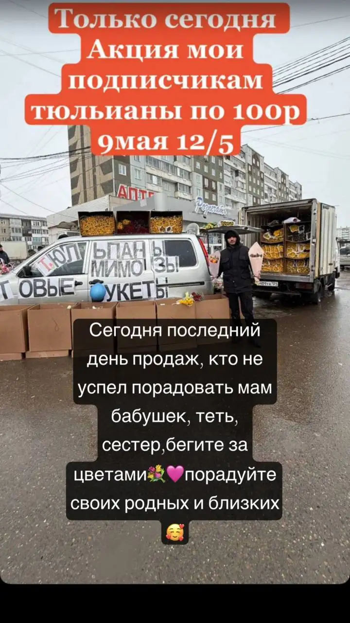 Тюльпаны по 100 рублей в Красноярске - Растения/Цветы (Хобби и отдых) в Красноярск