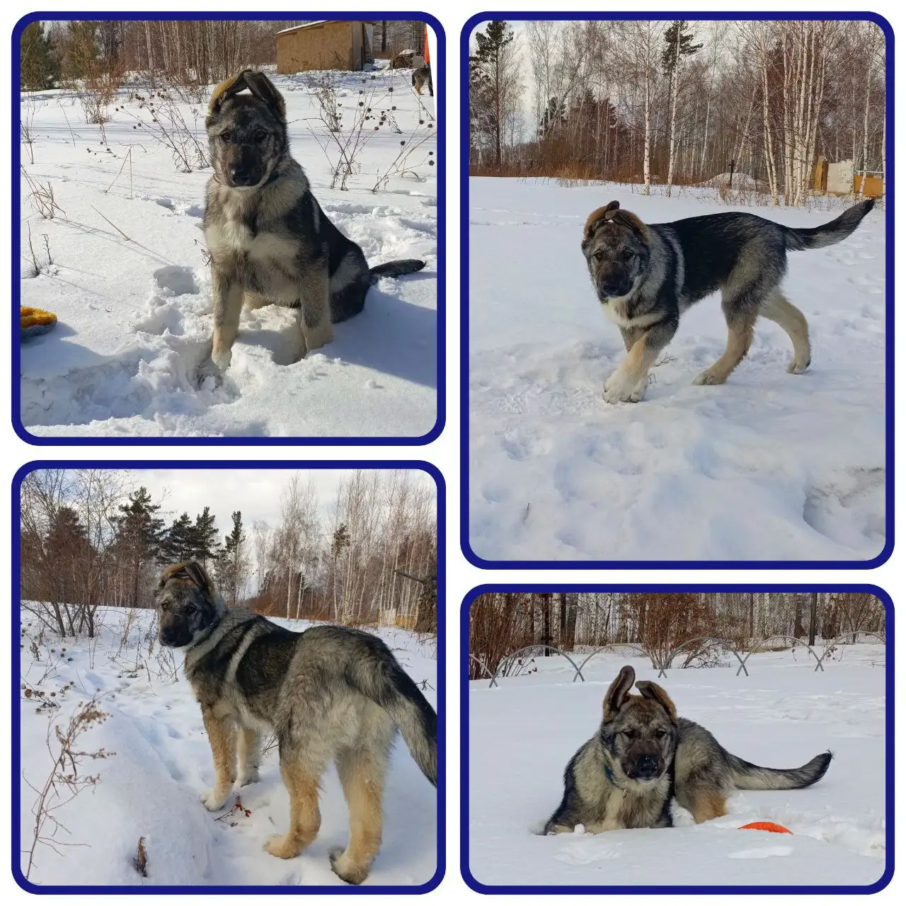 Щенок Стёпка ищет дом - Собаки (Животные) в Красноярск