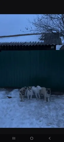 Щенки нуждаются в помощи в Маганске - частное объявление в Красноярск