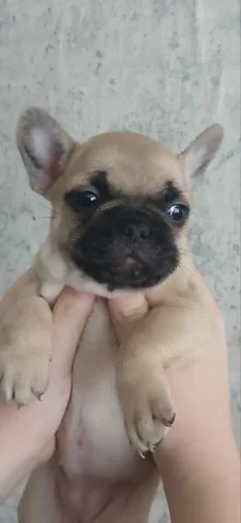Продажа французского бульдога девочки - частное объявление в Красноярск