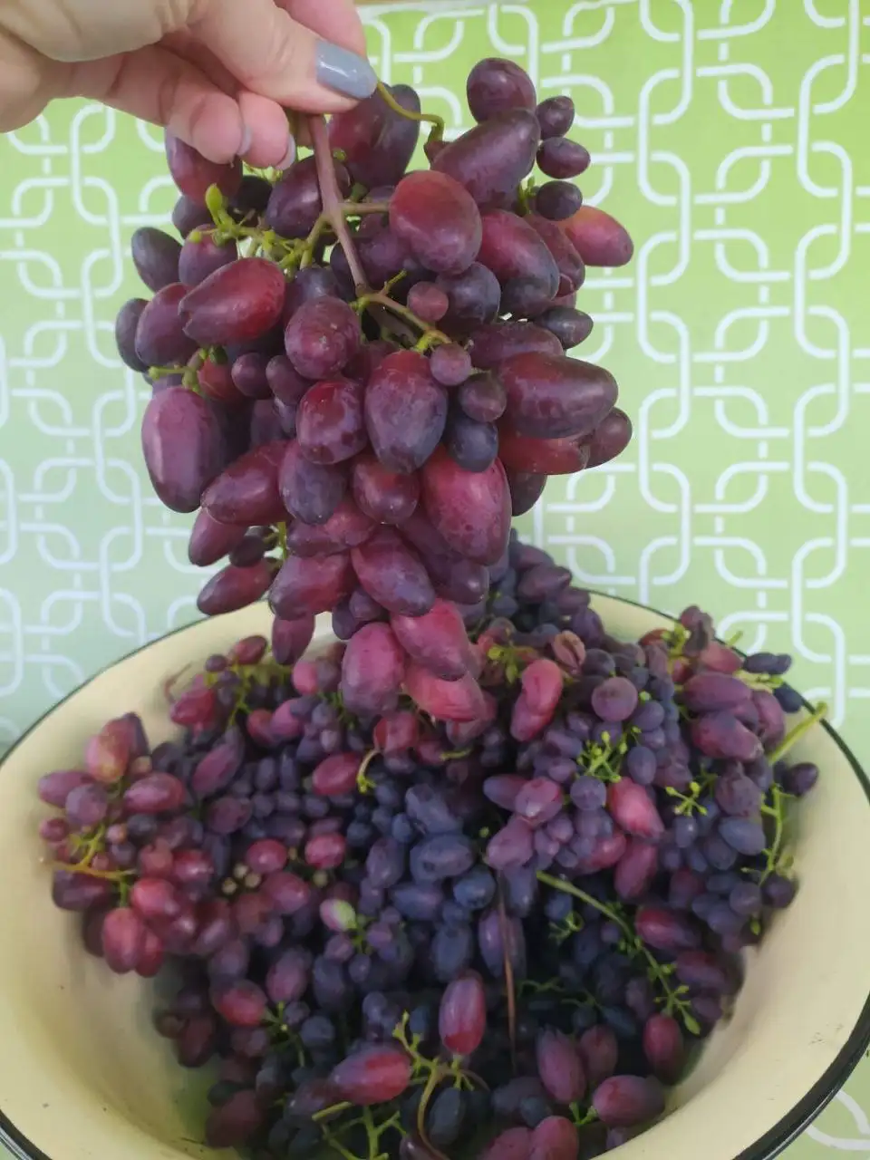 Укорененные саженцы винограда для Сибири - Садоводство (Хобби и отдых) в Красноярск