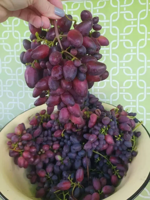 Укорененные саженцы винограда для Сибири - Садоводство в Красноярск