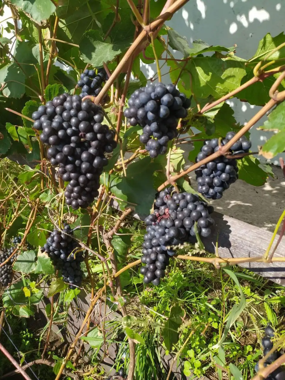 Укорененные саженцы винограда для Сибири - Садоводство (Хобби и отдых) в Красноярск