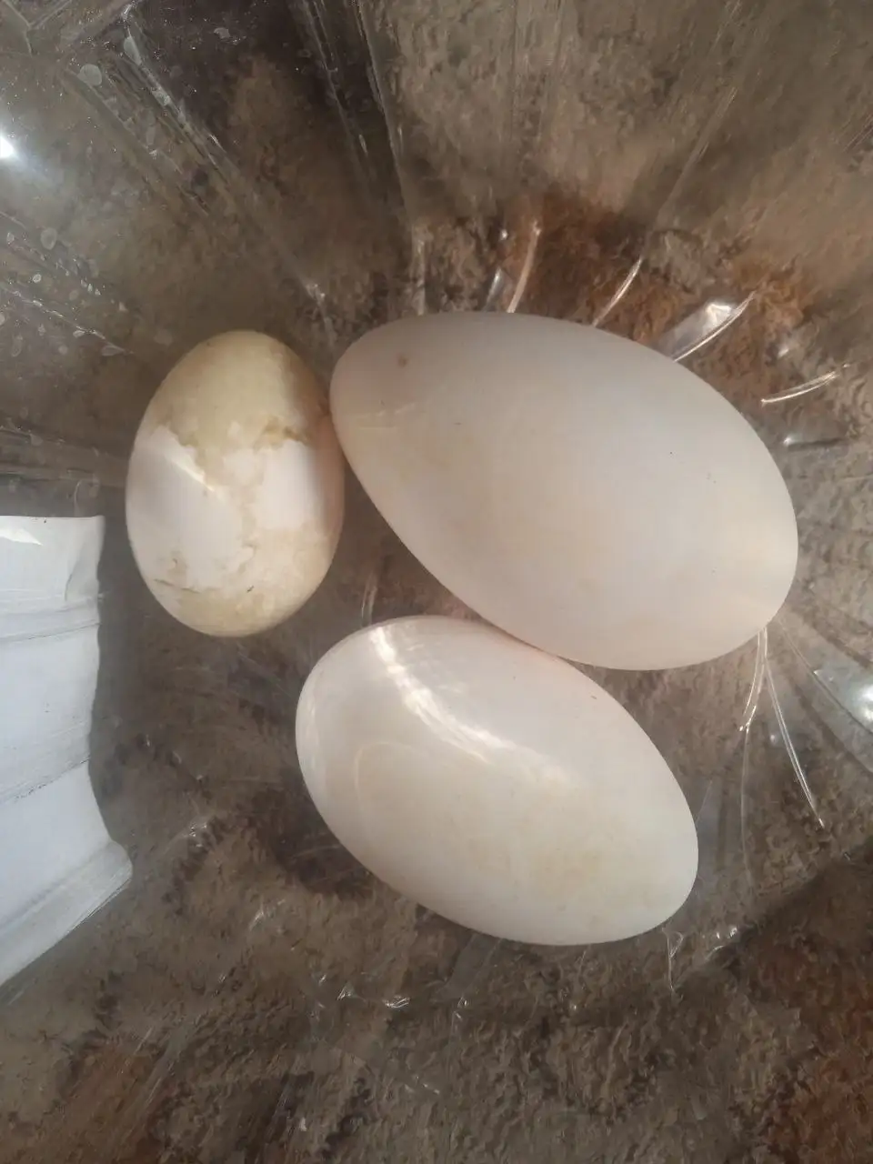 Продажа инкубационного и столового яиц гусей и уток - Птицеводство (Животные) в Красноярск