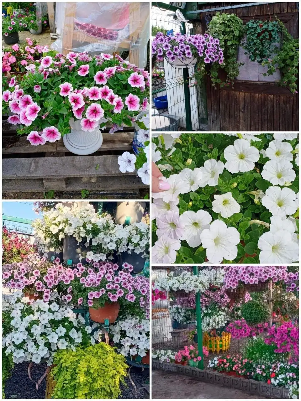 Продажа ампельной петунии - Растения (Хобби и отдых) в Березовка