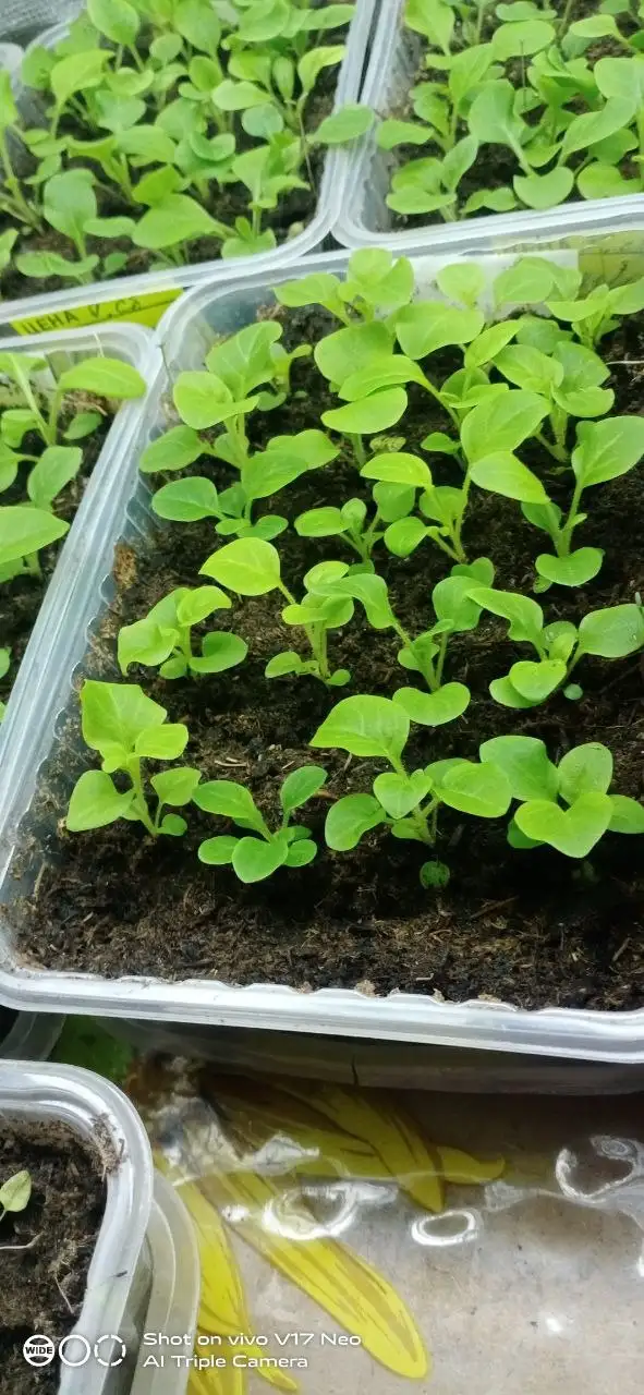 Продажа ампельной петунии - Растения (Хобби и отдых) в Березовка