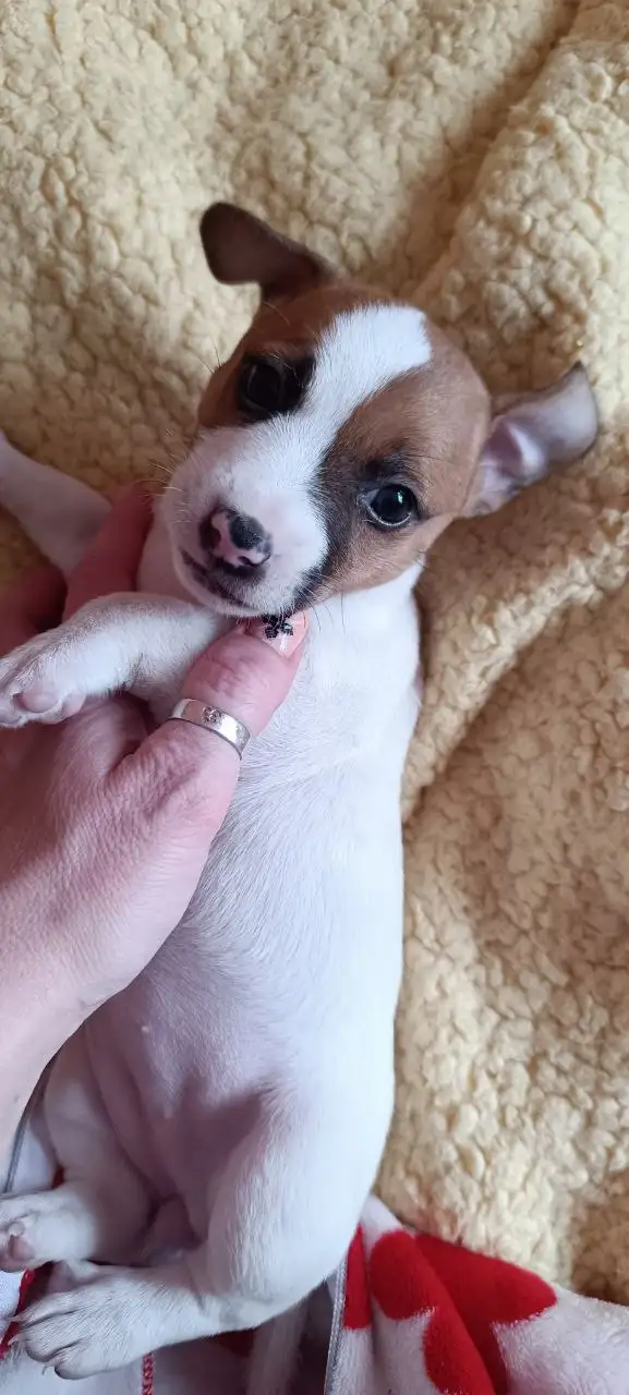 Продажа щенков джек-рассела - Собаки (Животные) в Красноярск