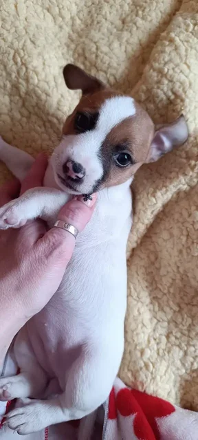 Продажа щенков джек-рассела - частное объявление в Красноярск