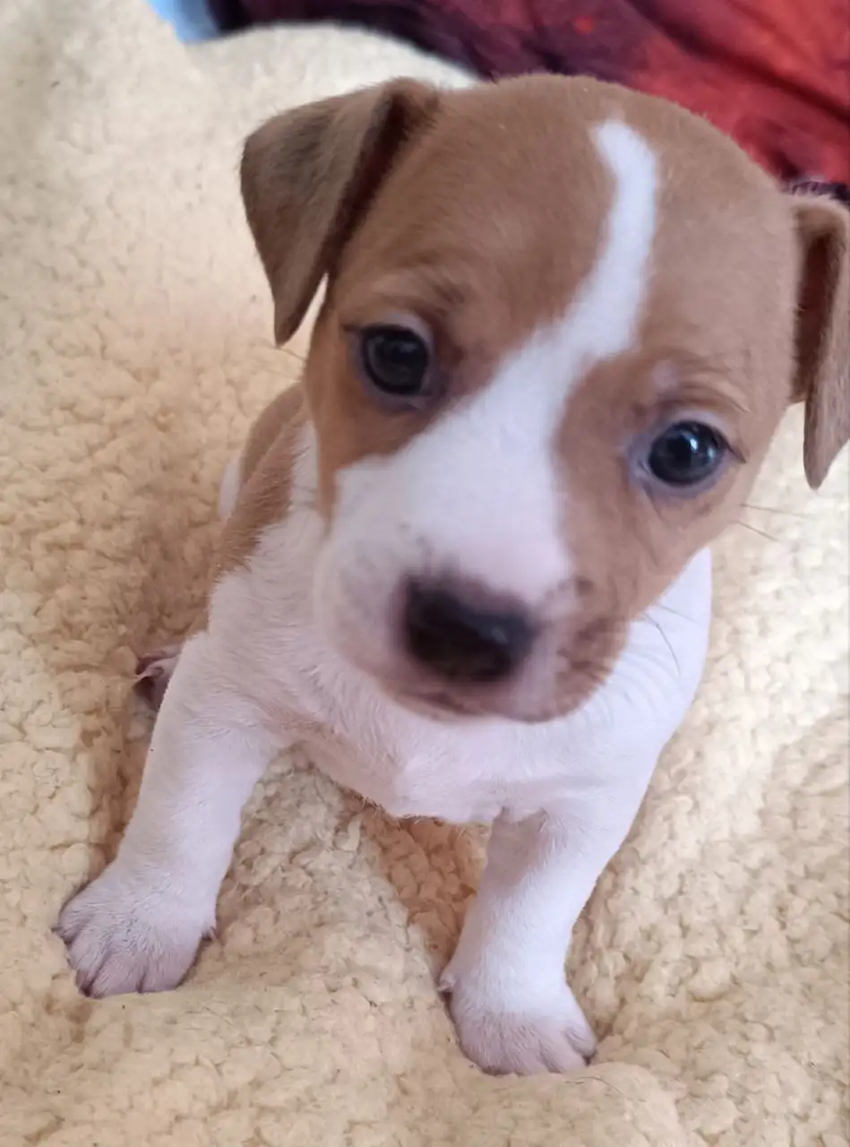 Продажа щенков джек-рассела - Собаки (Животные) в Красноярск