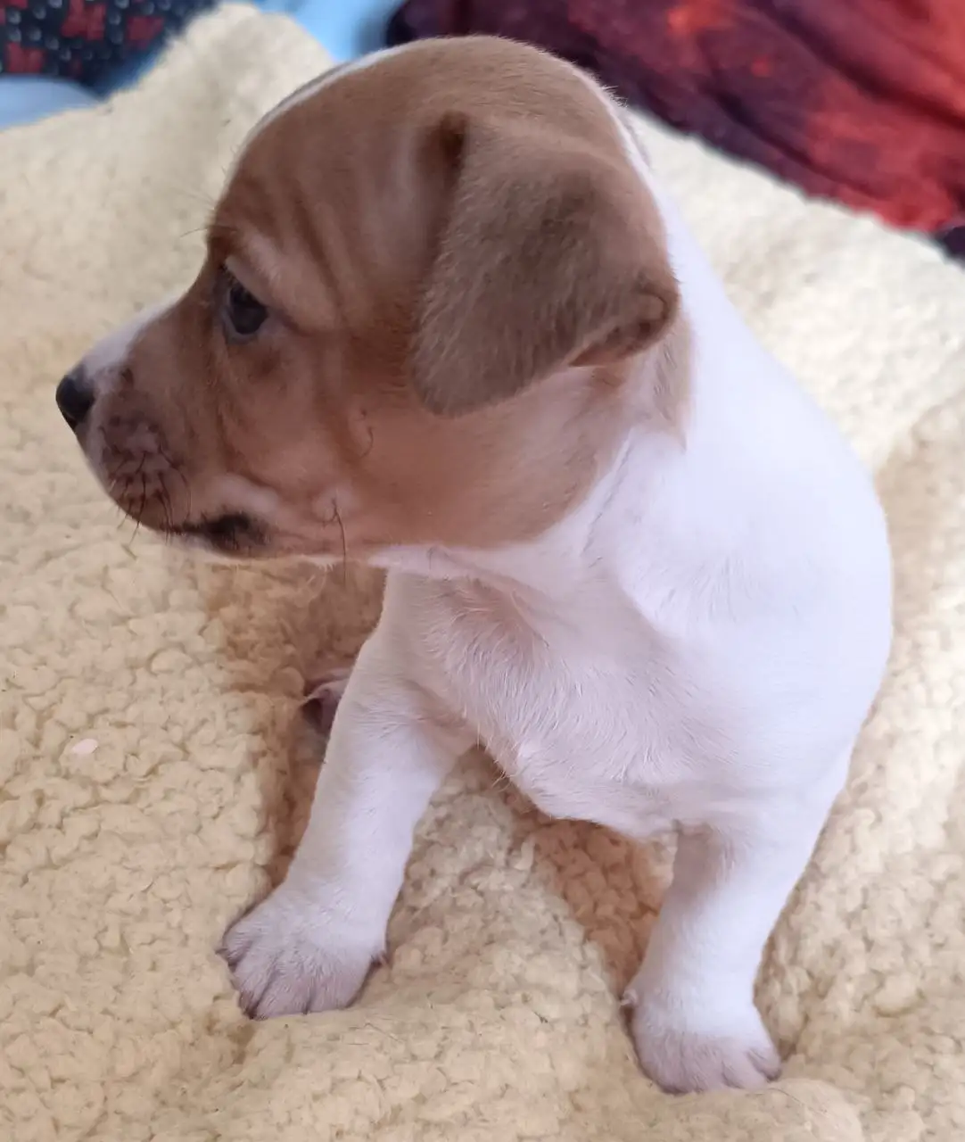 Продажа щенков джек-рассела - Собаки (Животные) в Красноярск