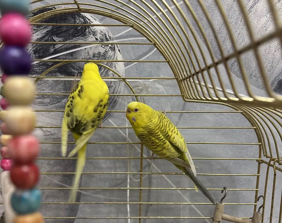 Продажа волнистых попугаев - Птицы (Животные) в Красноярск