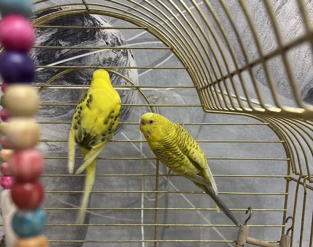 Продажа волнистых попугаев - Животные в Красноярск