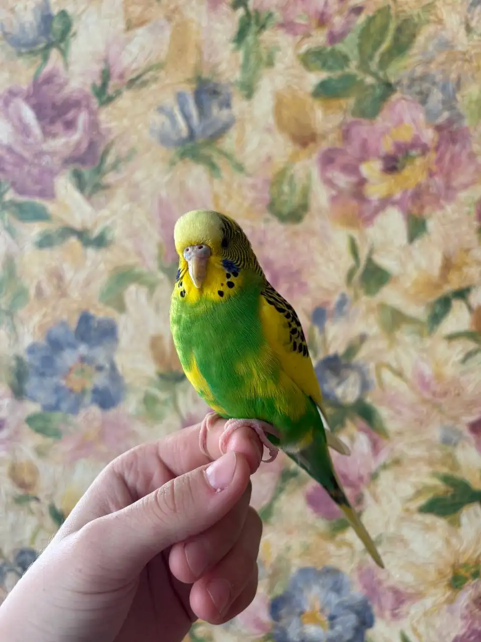 Продажа волнистых попугаев - Птицы (Животные) в Красноярск