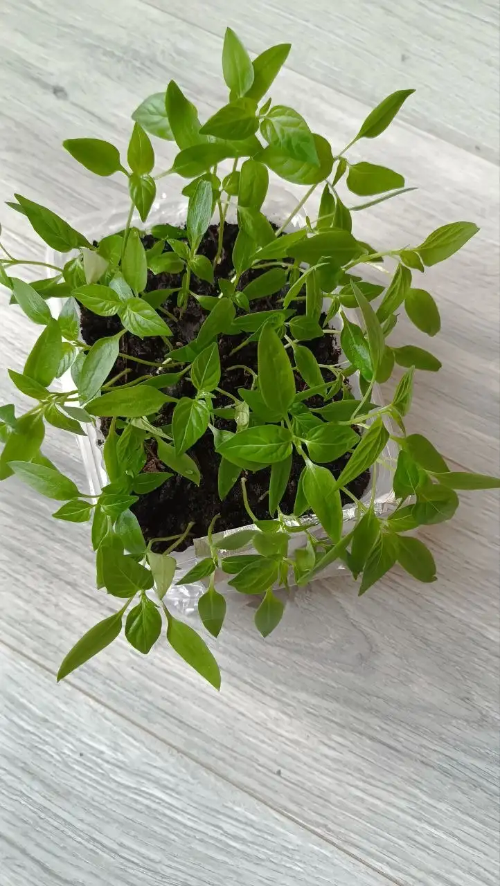 Рассада перца болгарского Богатырь и острого - Садоводство (Хобби и отдых) в Красноярск