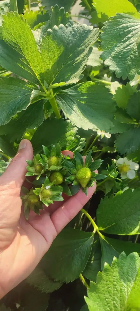 Клубника сорт Априка из Киргизии - Продукты питания (Барахолка) в Красноярск