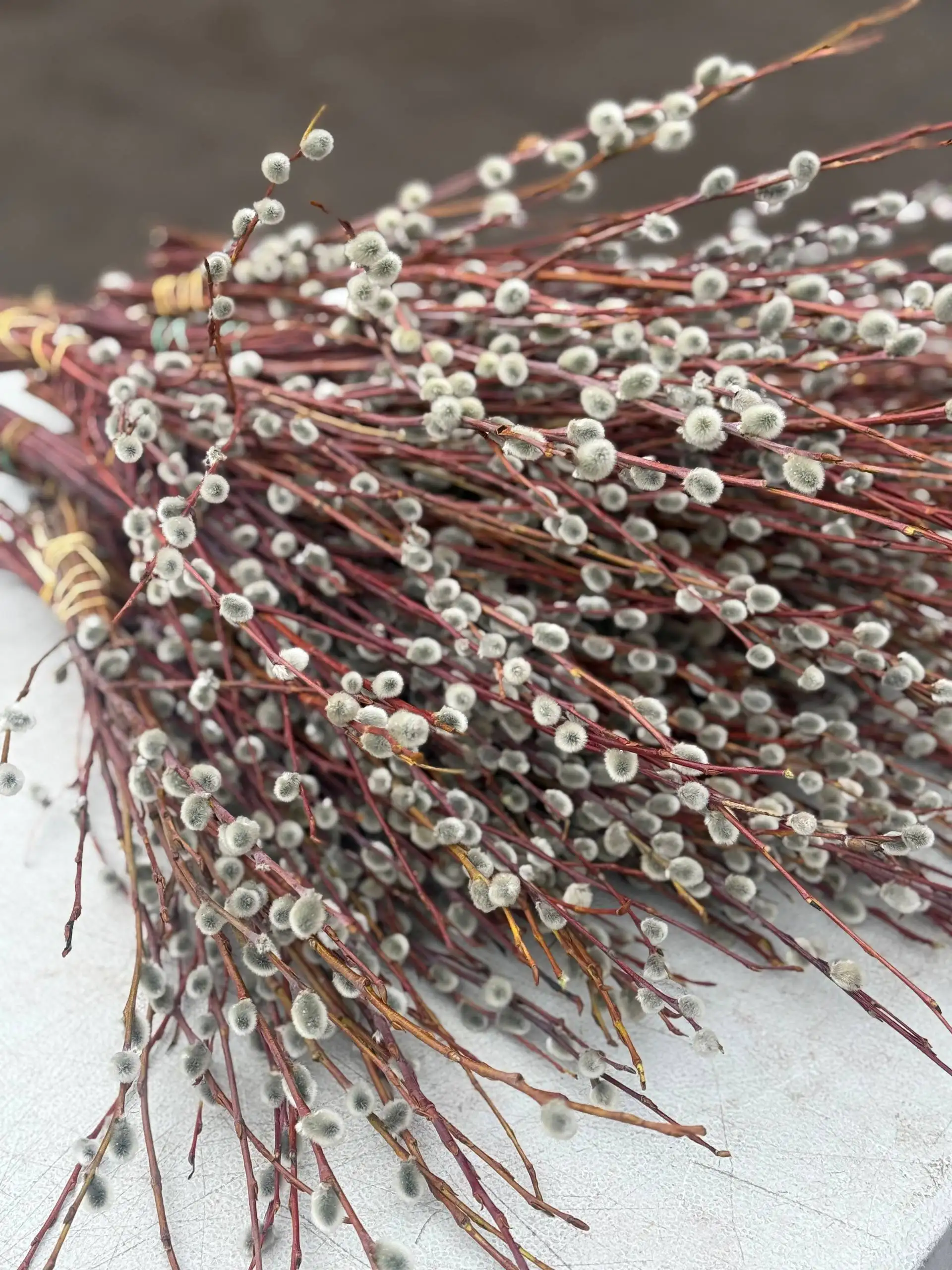 Продажа черешни, клубники, черемши и вербы - Барахолка в Красноярск