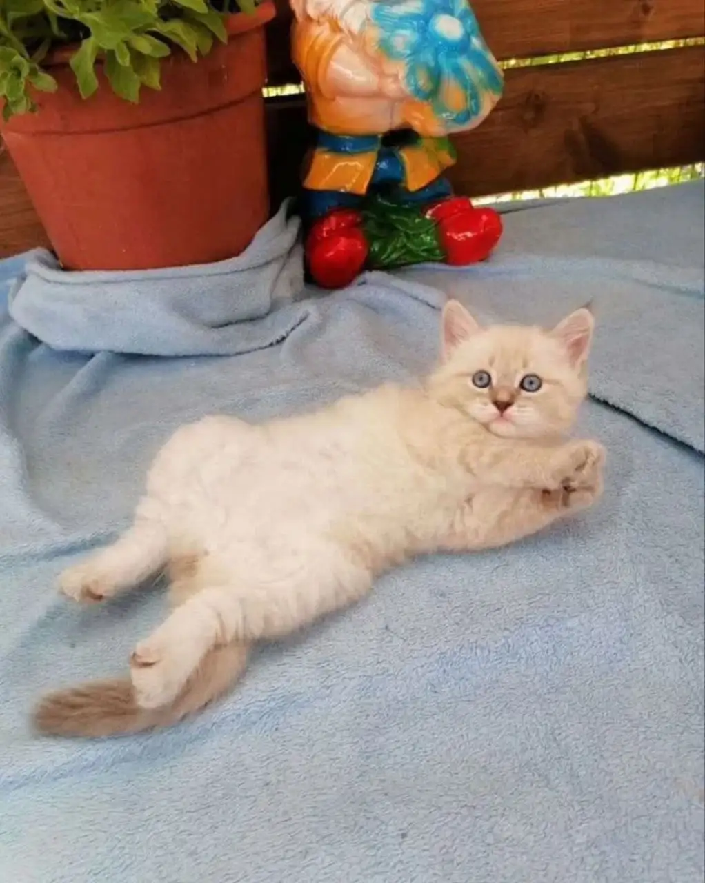 Продажа невского маскарадного котёнка - Кошки (Животные) в Красноярск