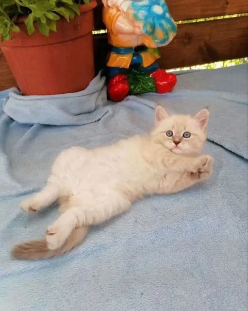 Продажа невского маскарадного котёнка - Потерянные/найденные в Красноярск