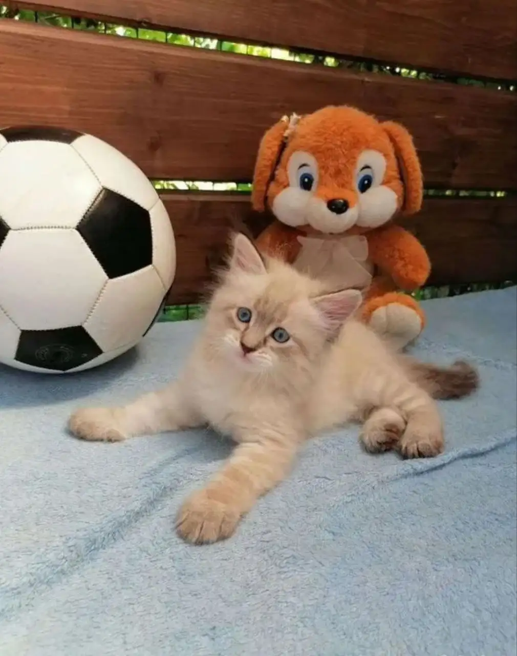 Продажа невского маскарадного котёнка - Кошки (Животные) в Красноярск