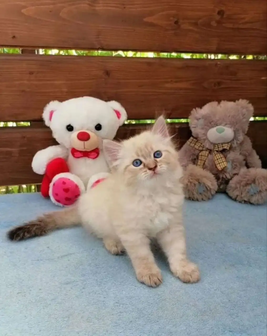 Продажа невского маскарадного котёнка - Кошки (Животные) в Красноярск