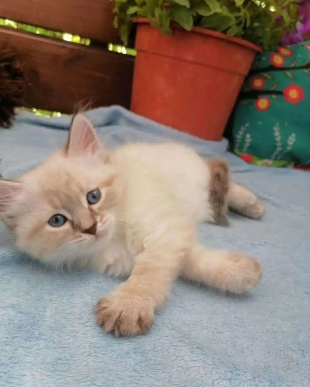 Продажа невского маскарадного котёнка - Кошки (Животные) в Красноярск