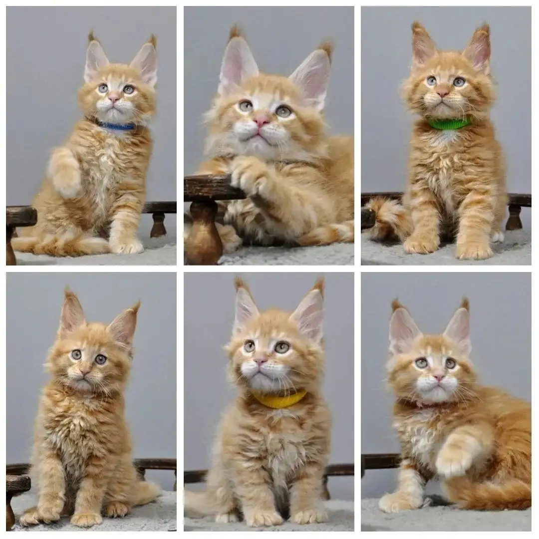 Котята Мейн-кун рыжие от питомника - Кошки (Животные) в Красноярск