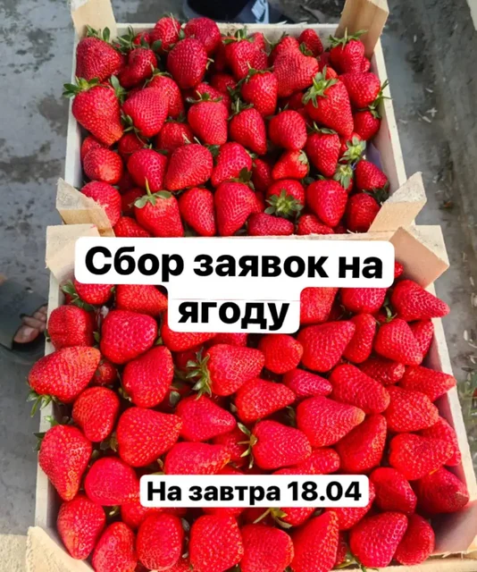 Продажа клубники сорта Клери из Киргизии - Посуда в Красноярск