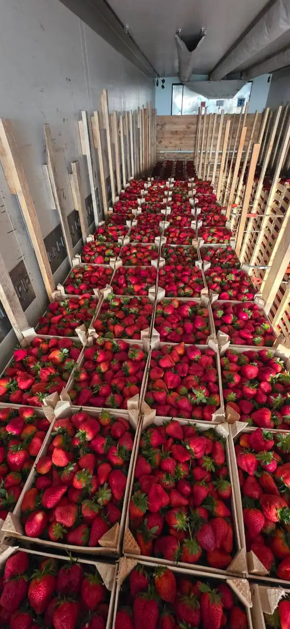 Продажа клубники сорта Клери из Киргизии - Продукты питания (Барахолка) в Красноярск