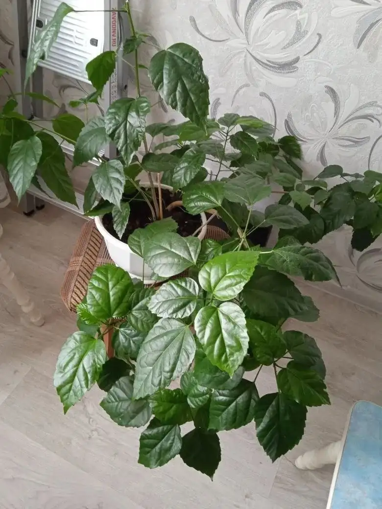 Гибискус (китайская роза) взрослое растение - Растения (Хобби и отдых) в Красноярск