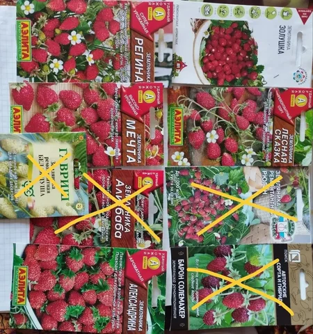 Рассада земляники безусой в стаканчиках - Мастер-классы в Красноярск