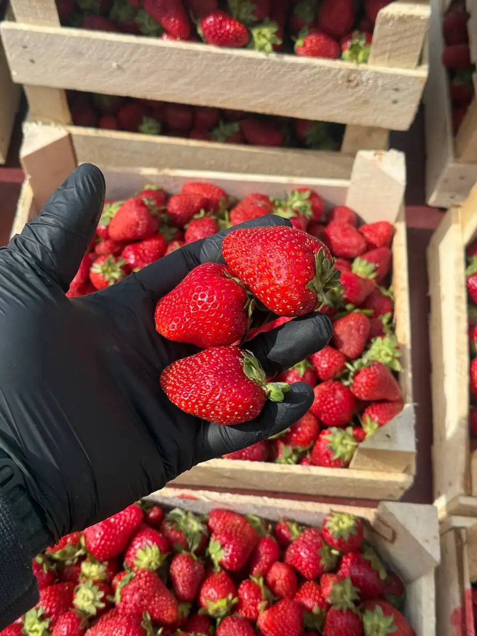 Продажа свежей клубники в Красноярске - Продукты питания (Барахолка) в Красноярск