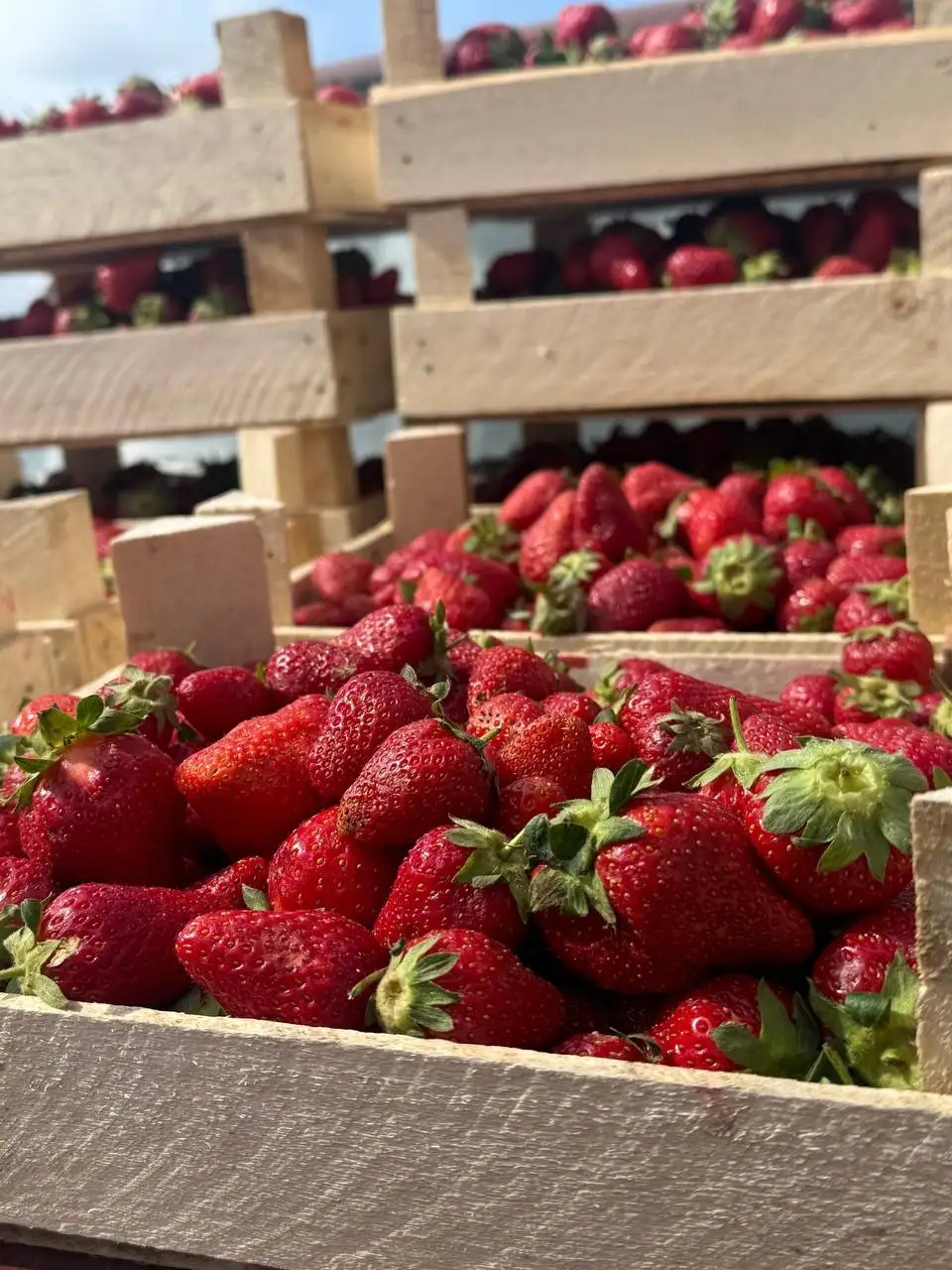 Продажа свежей клубники в Красноярске - Продукты питания (Барахолка) в Красноярск