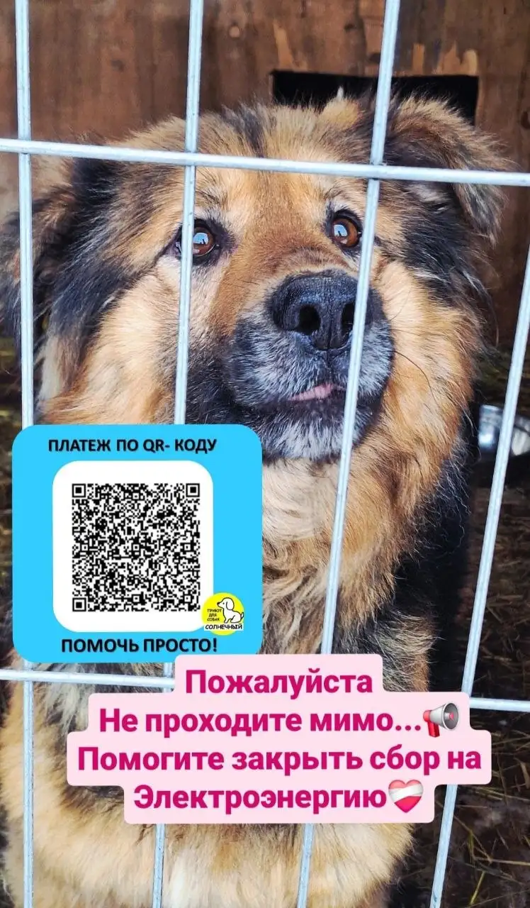 Сбор средств на оплату электроэнергии для приюта - Благотворительность (Услуги) в Красноярск