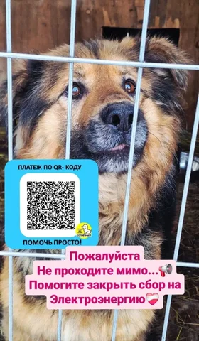 Сбор средств на оплату электроэнергии для приюта - Кофейные подарочные боксы в Красноярск