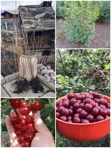 Саженцы крупноплодной вишни - Для дома и дачи в Березовка