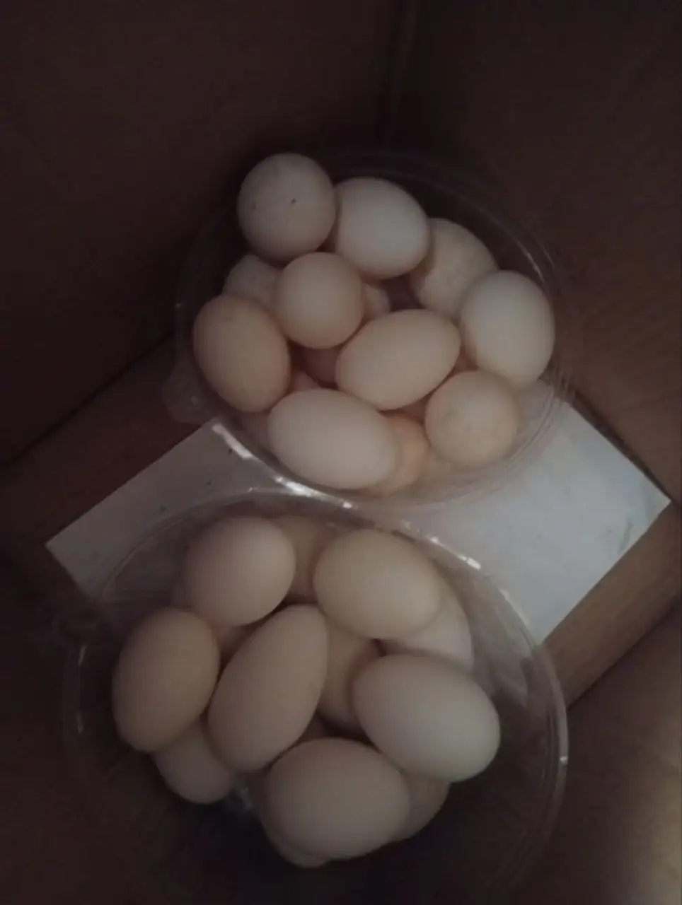 Продам утиные и гусиные яйца на еду - Продукты питания (Барахолка) в Красноярск