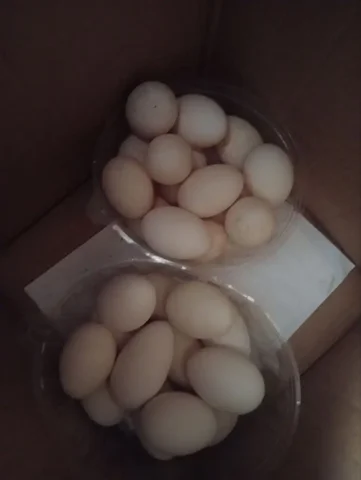 Продам утиные и гусиные яйца на еду - Цветы в Красноярск