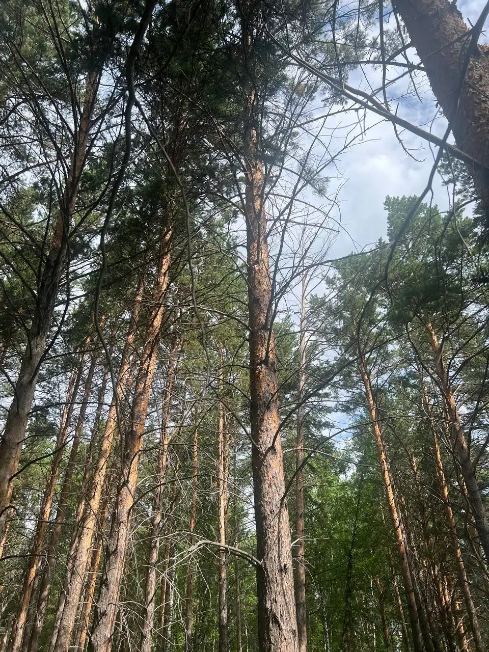 Продам участок в сосновом лесу, Западный-Емельяново - Земельные участки (Недвижимость) в Красноярск