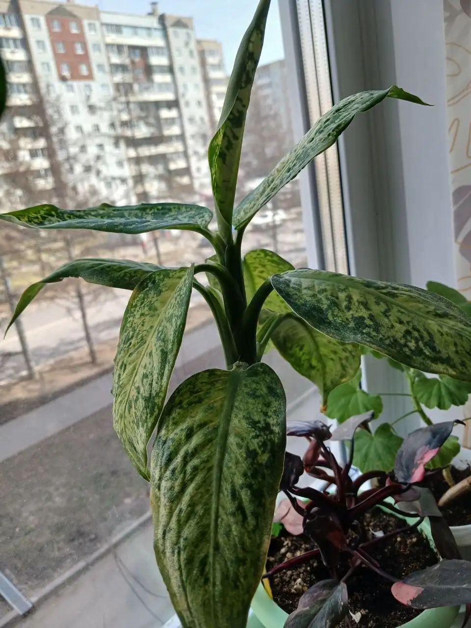 Пластиковые горшки - Горшки и кашпо (Для дома и дачи) в Красноярск