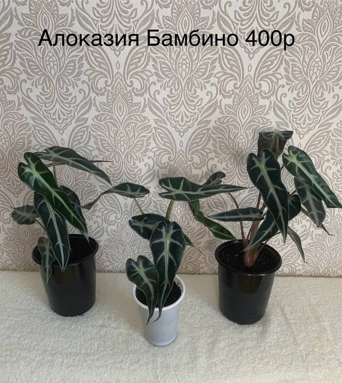 Продам красивые здоровые цветочки - Растения (Хобби и отдых) в Красноярск