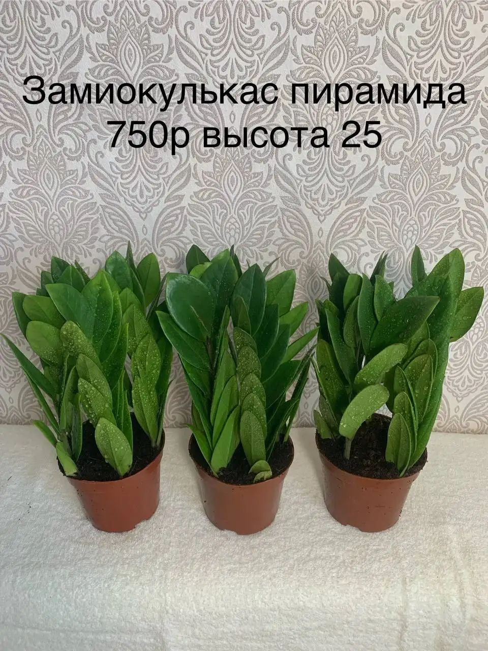 Продам красивые здоровые цветочки - Растения (Хобби и отдых) в Красноярск